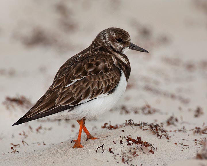 Ruddy Turnstone