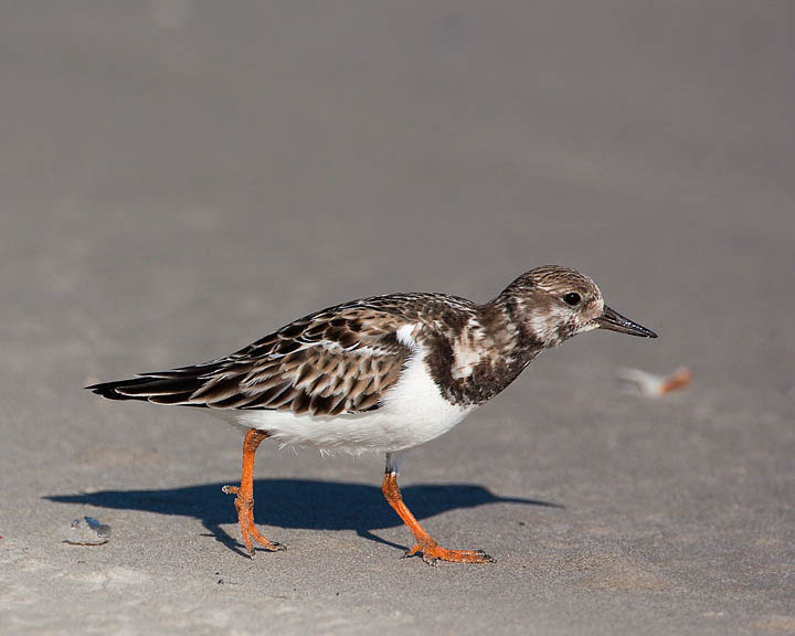 Ruddy Turnstone