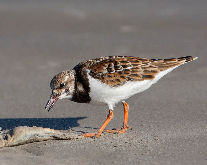 Ruddy Turnstone