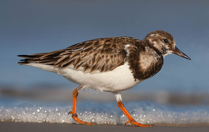 Ruddy Turnstone