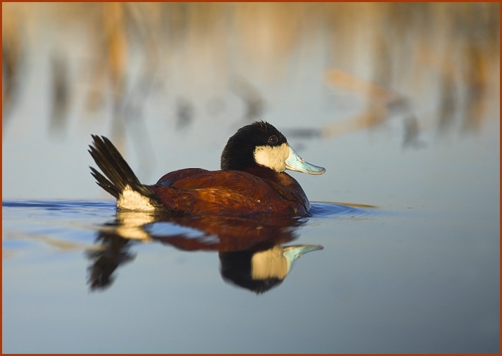 ruddy duck