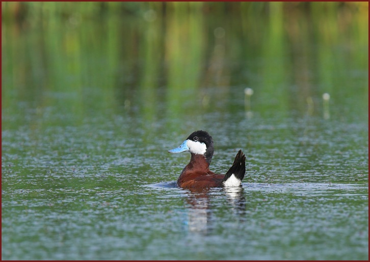 ruddy duck