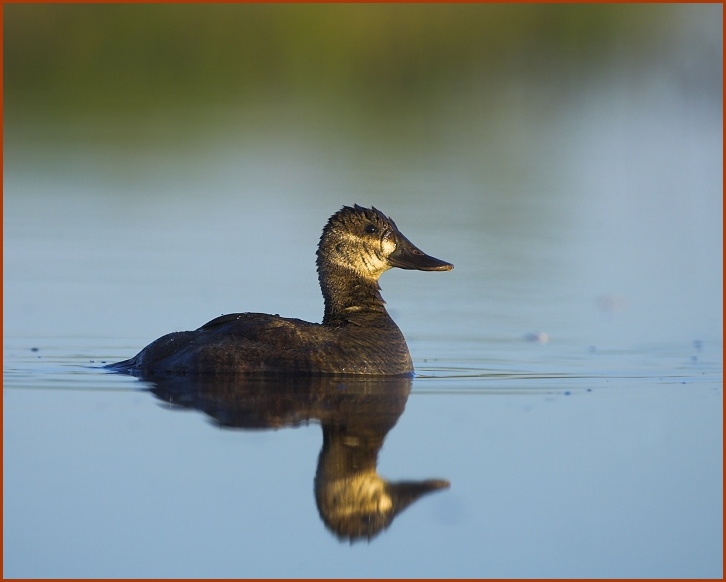 ruddy duck