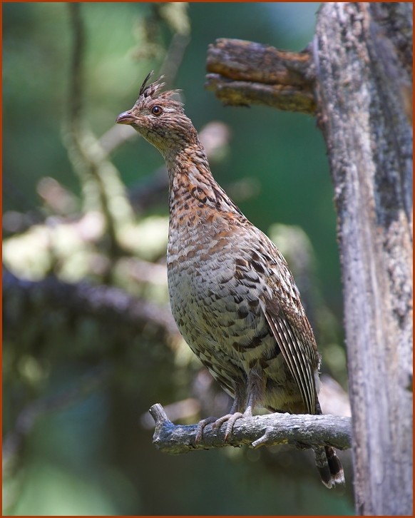 ruffed grouse