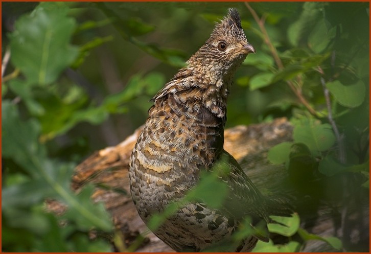 ruffed grouse