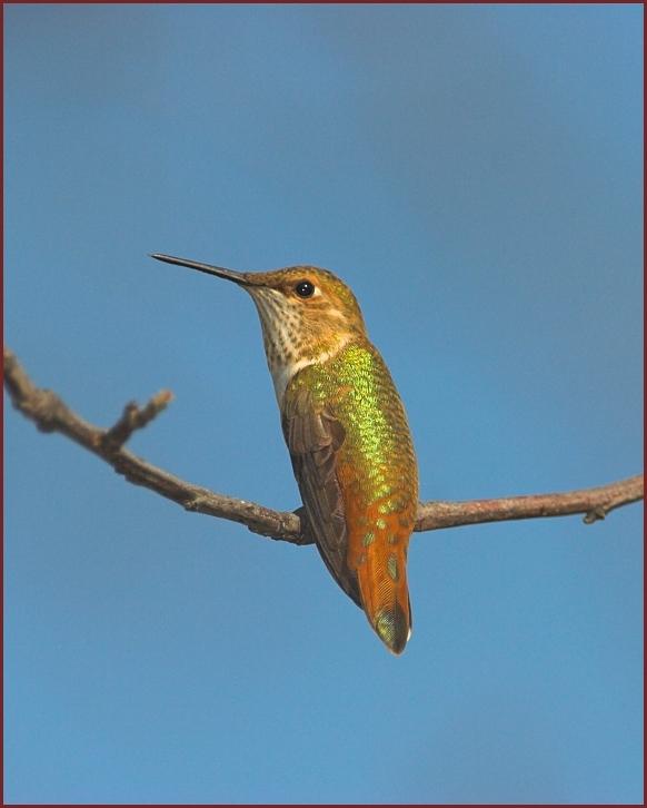 rufous hummingbird