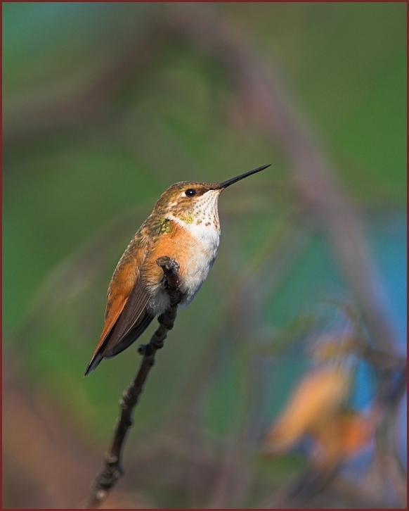 rufous hummingbird