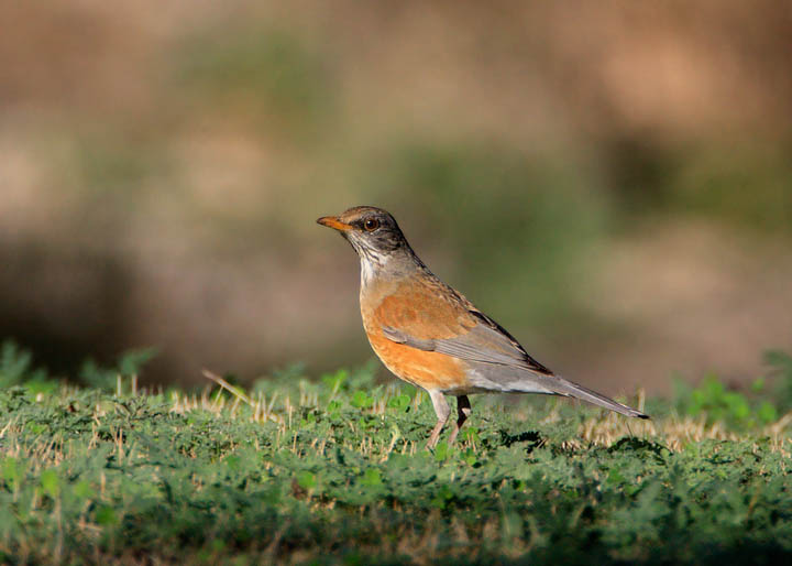 Rufous-backed Robin