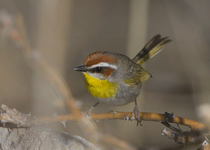 rufous-capped warbler