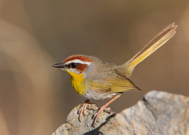 rufous-capped warbler