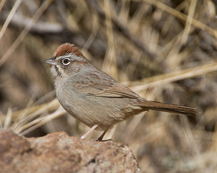 rufous-crowned sparrow