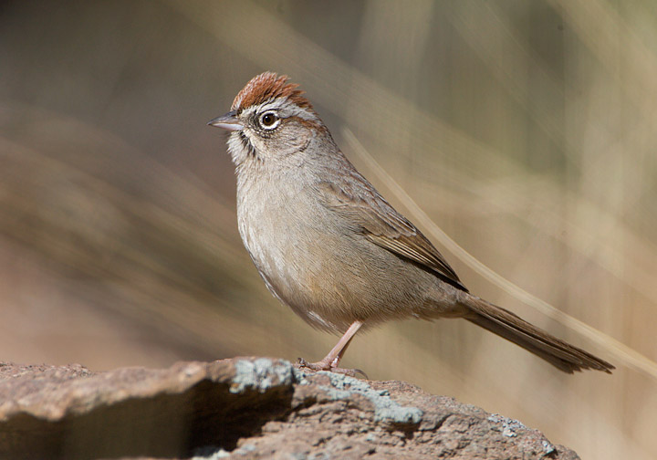 rufous-crowned sparrow