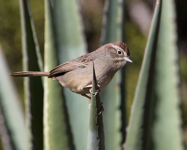 rufous-crowned sparrow