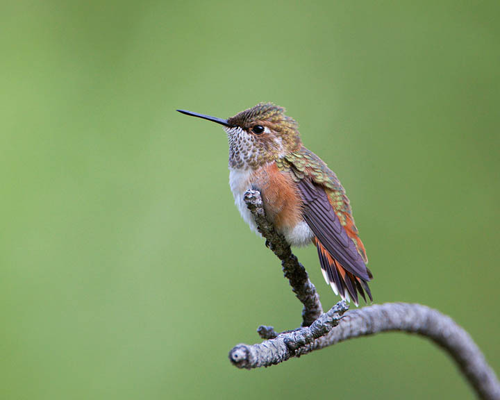 rufous hummingbird