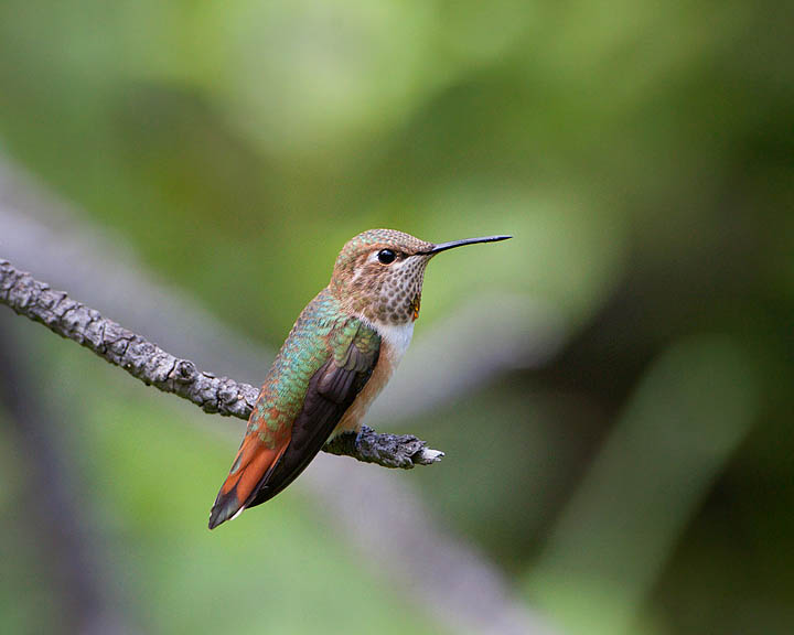 rufous hummingbird