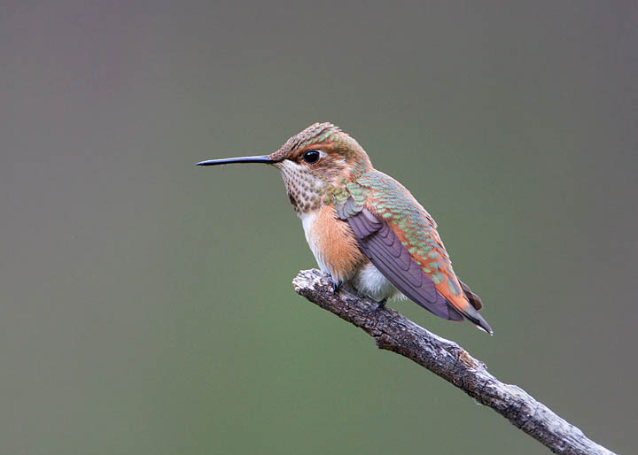 rufous hummingbird