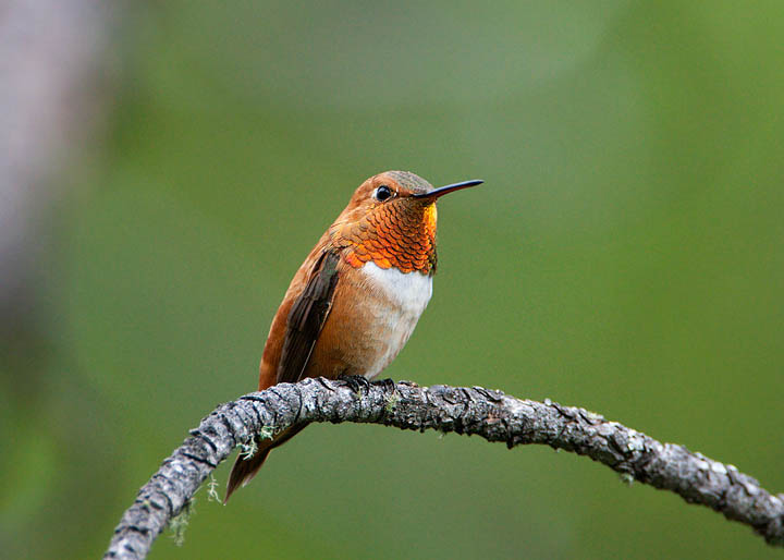 rufous hummingbird