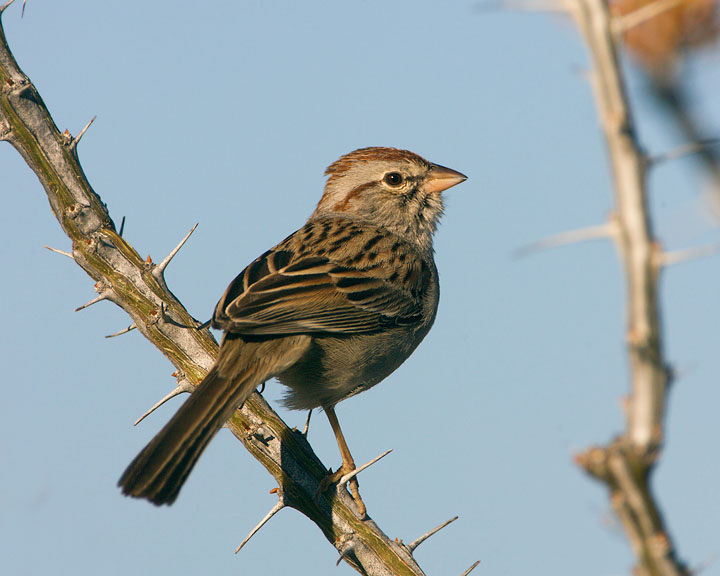 rufous-winged sparrow