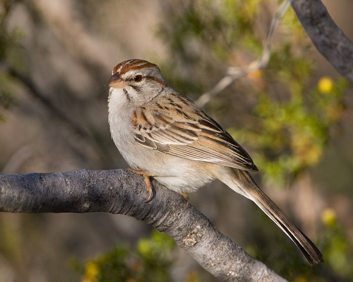 rufous-winged sparrow