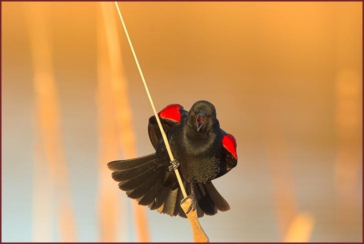 red-winged blackbird