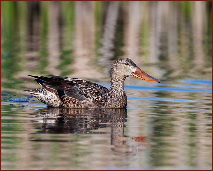 northern shoveler