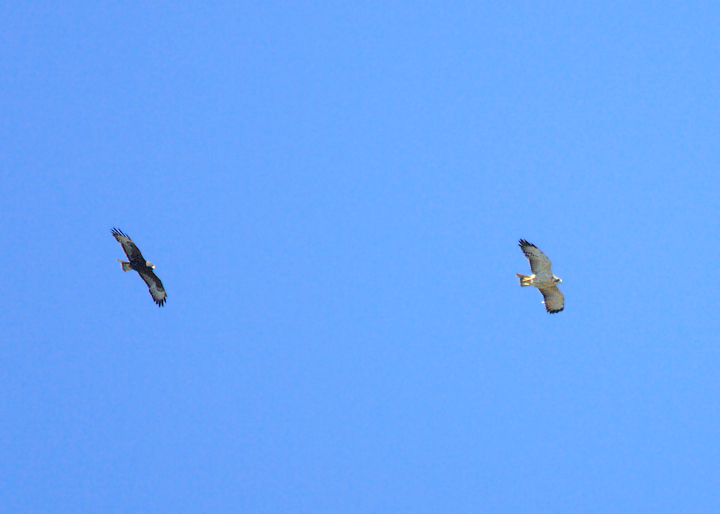 Short-tailed Hawk