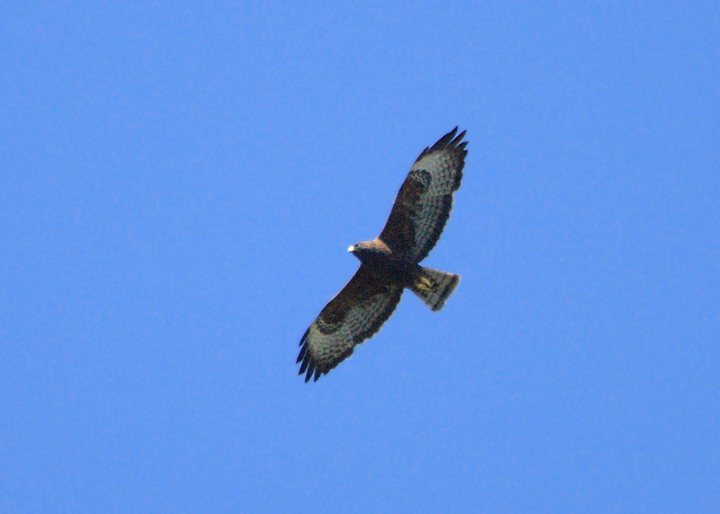 Short-tailed Hawk