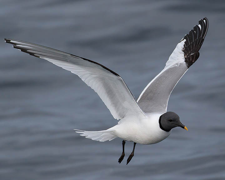 Sabine's Gull