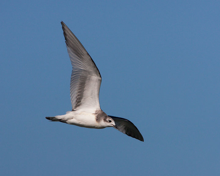 Sabine's Gull