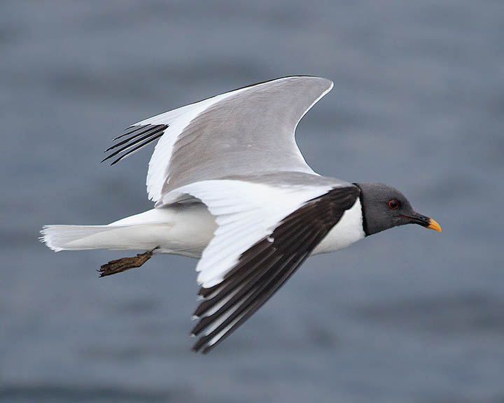 Sabine's Gull