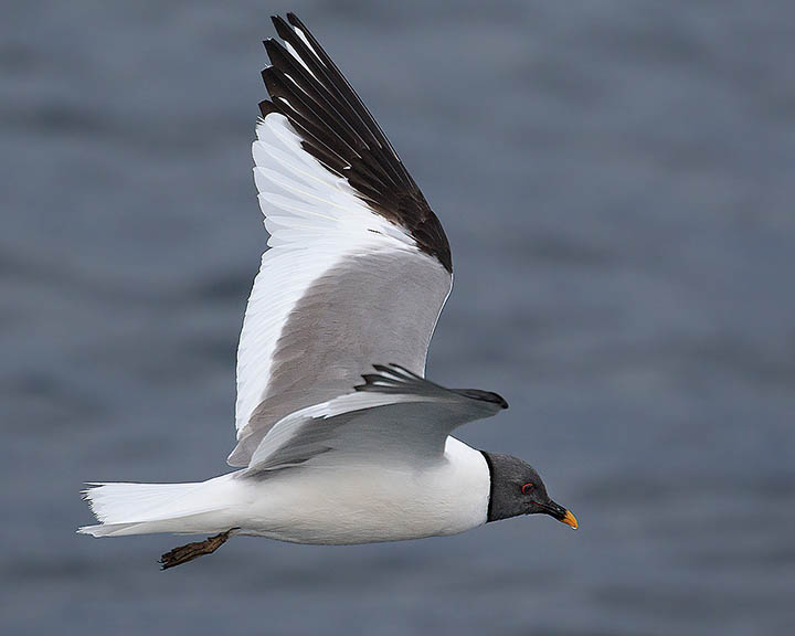 Sabine's Gull