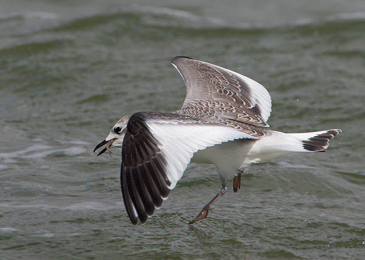 Sabine's Gull