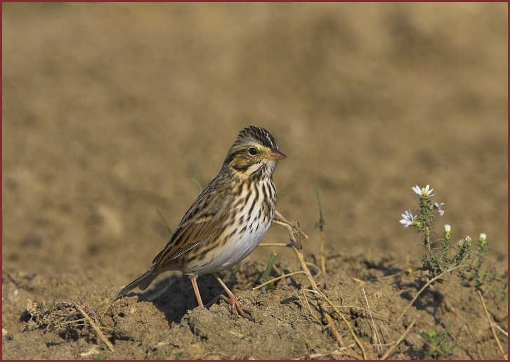 savannah sparrow