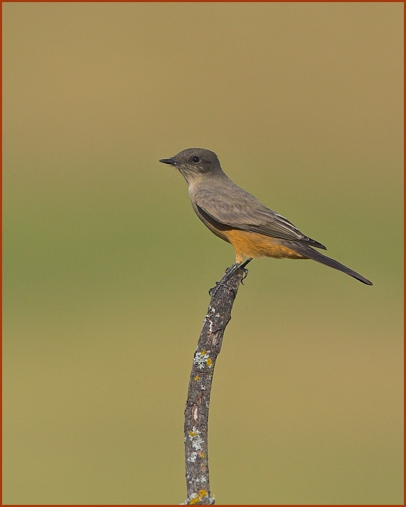 Say's Phoebe