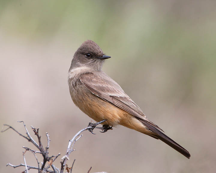 Say's Phoebe