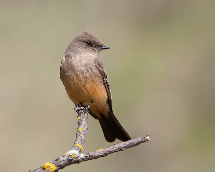 Say's Phoebe