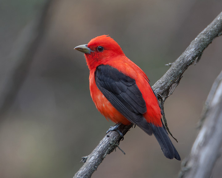 Scarlet Tanager