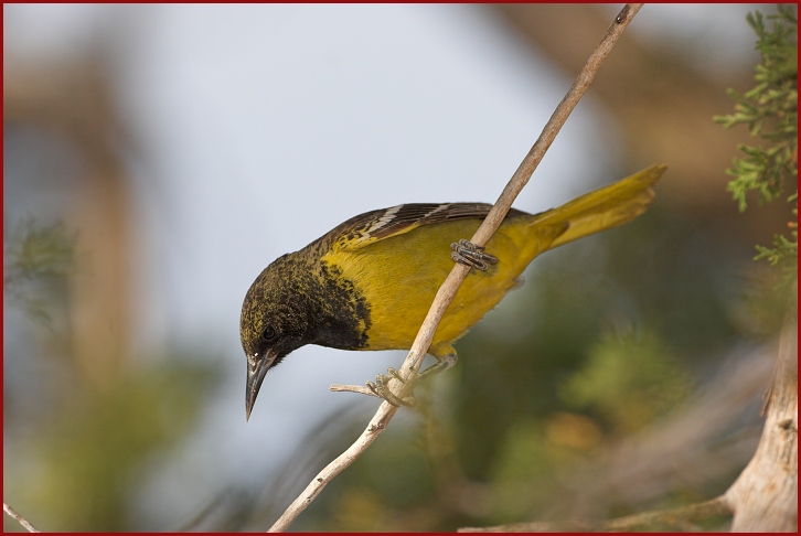 Scott's Oriole