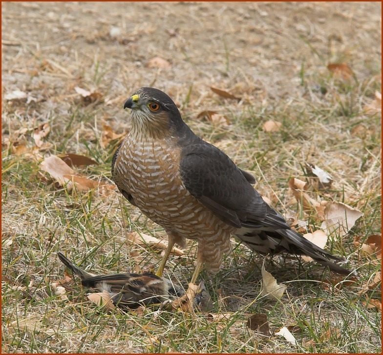 sharp-shinned hawk