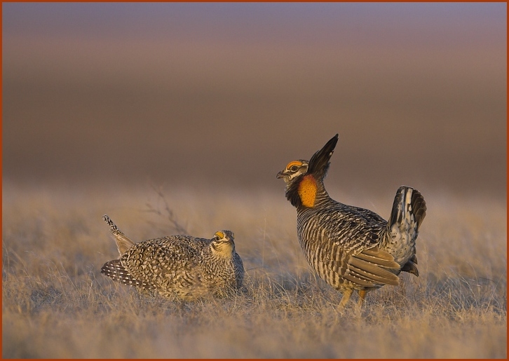 prairie chicken, sharp-tailed grouse