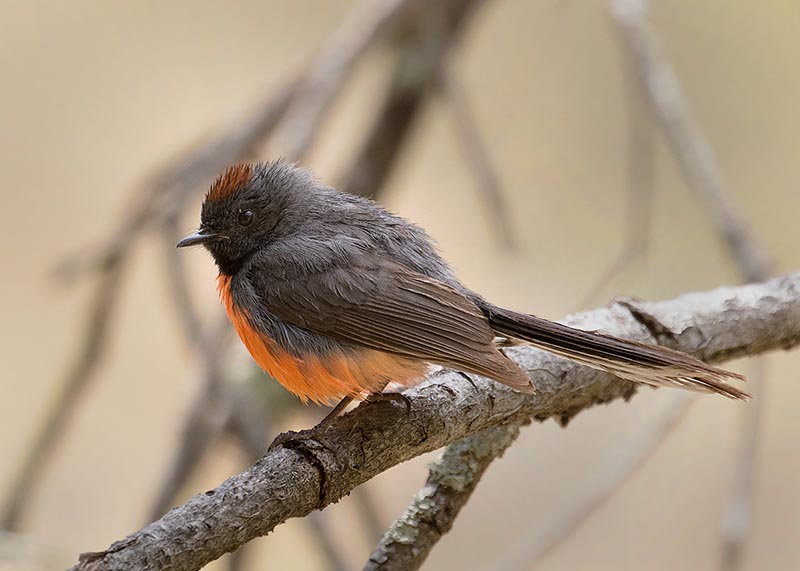 Slate-throated Redstart