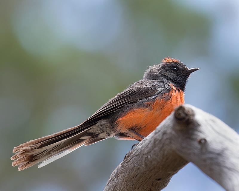 Slate-throated Redstart