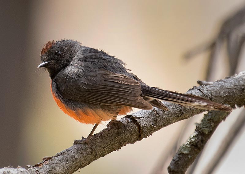 Slate-throated Redstart