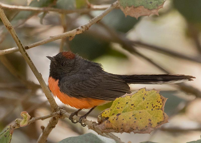 Slate-throated Redstart