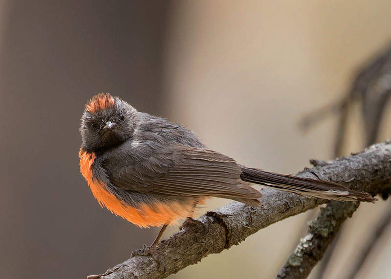 Slate-throated Redstart