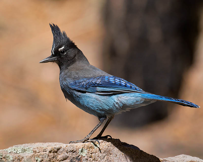 Steller's Jay