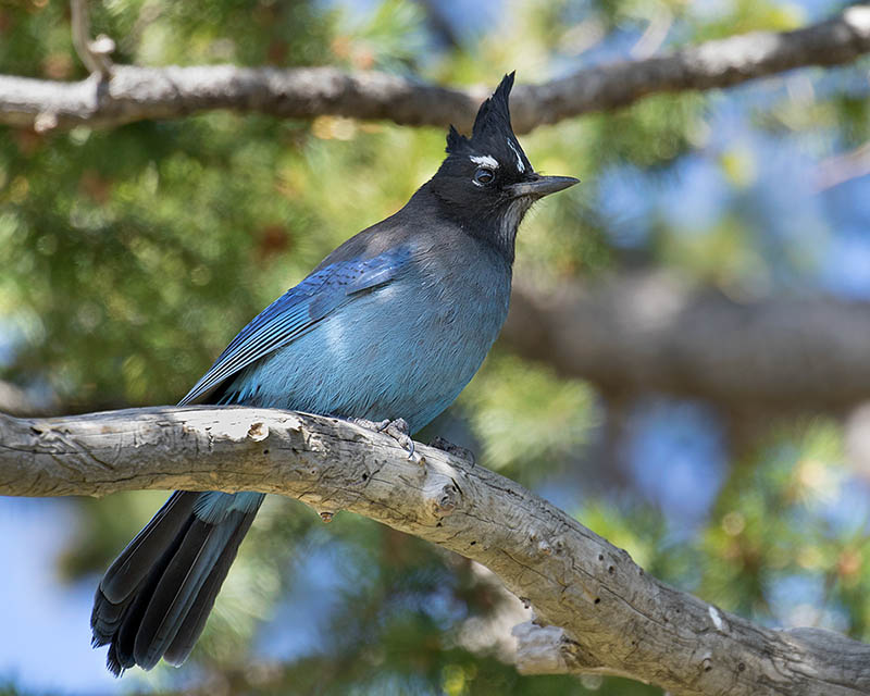 Steller's Jay