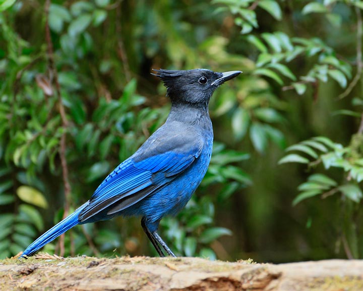 Steller's Jay