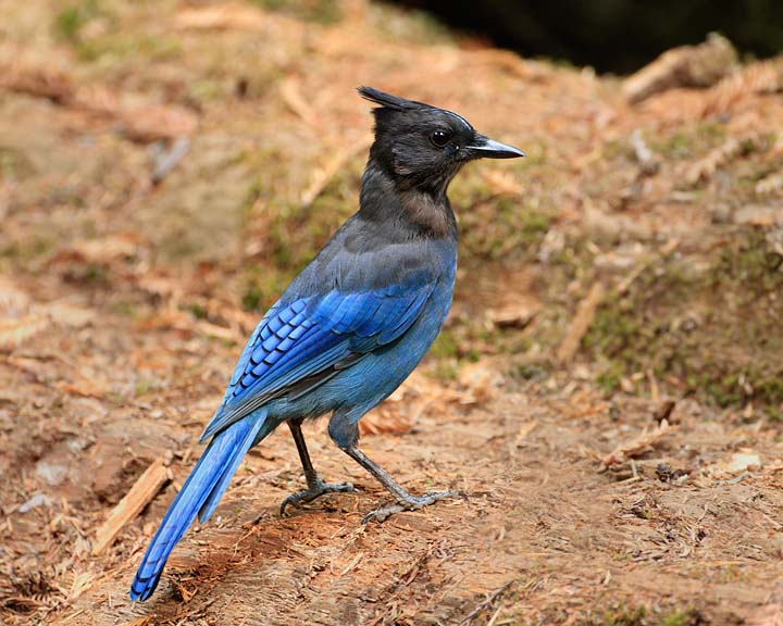 Steller's Jay