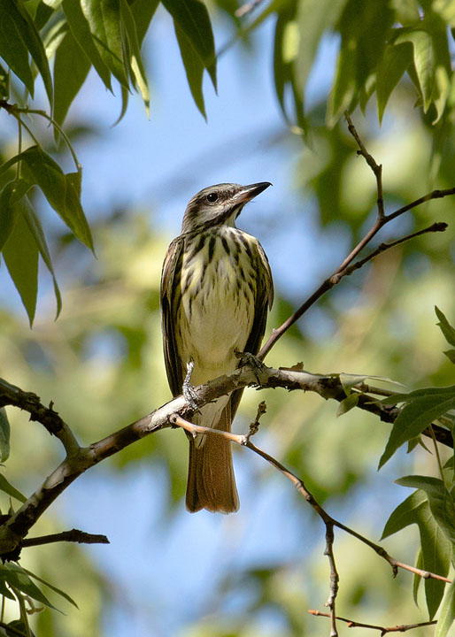 Sulphur-bellied Flycatcher